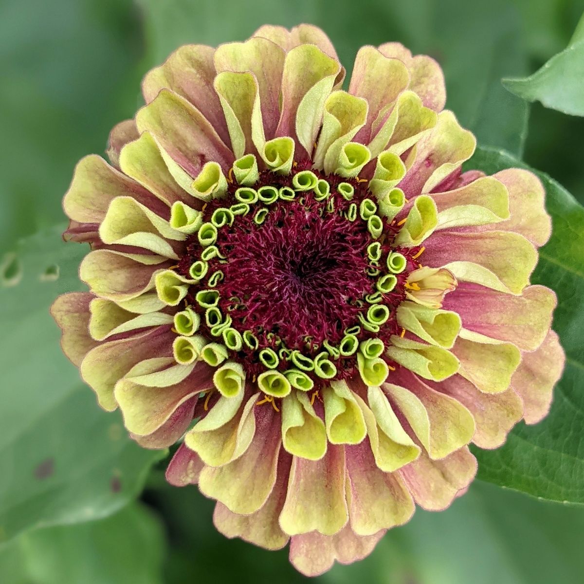 Proud Zinnia