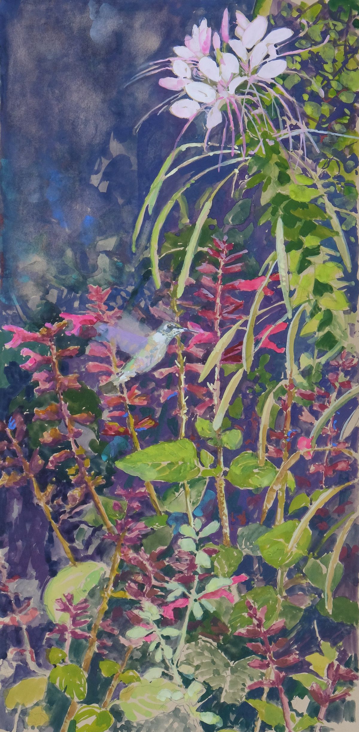 Hummingbird and Cleome