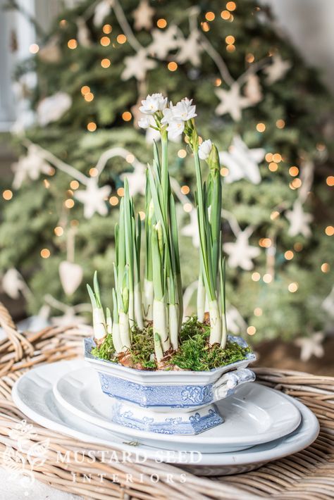 Living holiday centerpiece with Spore and Seed