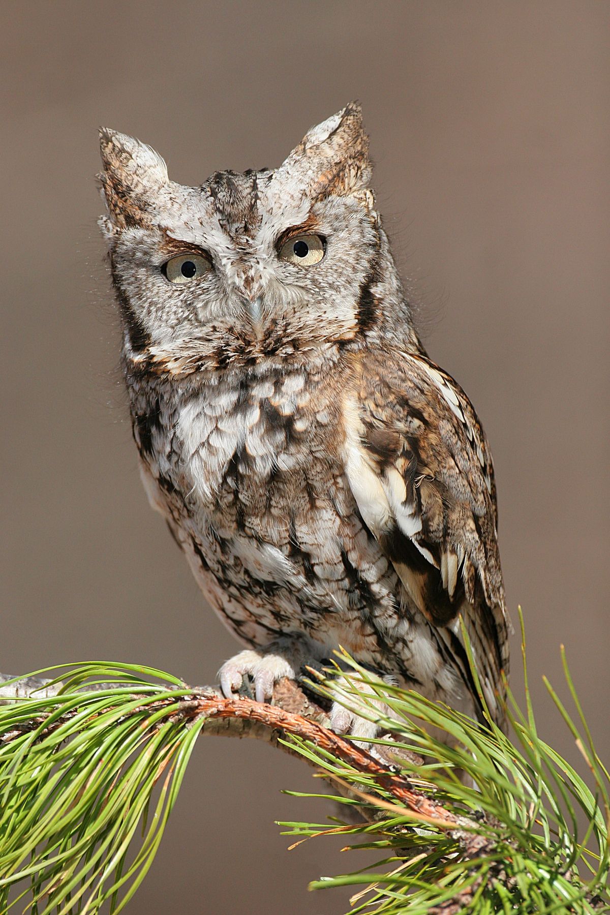Build a Screech Owl Nesting Box