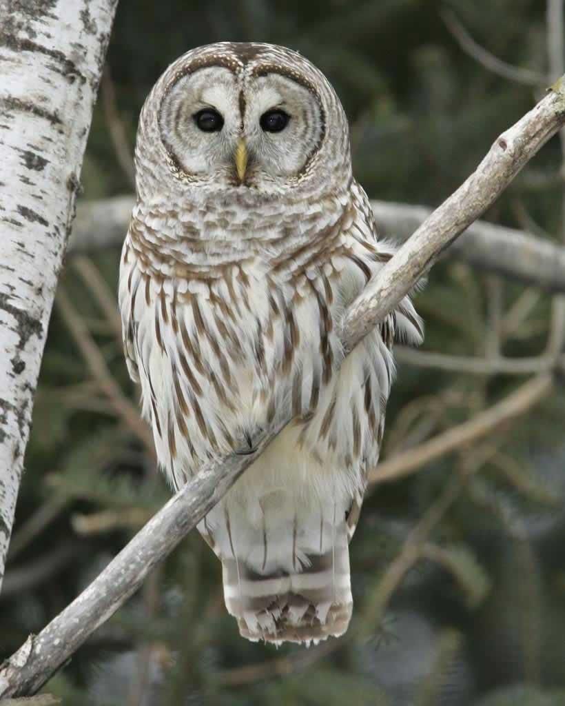 Build a Barred Owl Nesting Box