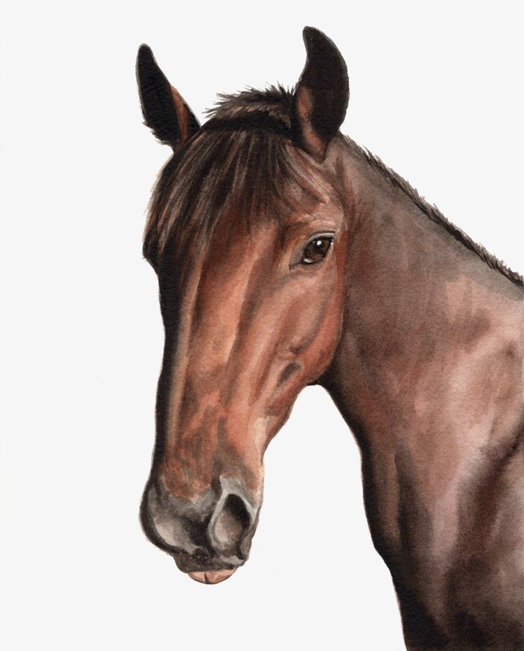 Horses & Hounds artwork 6