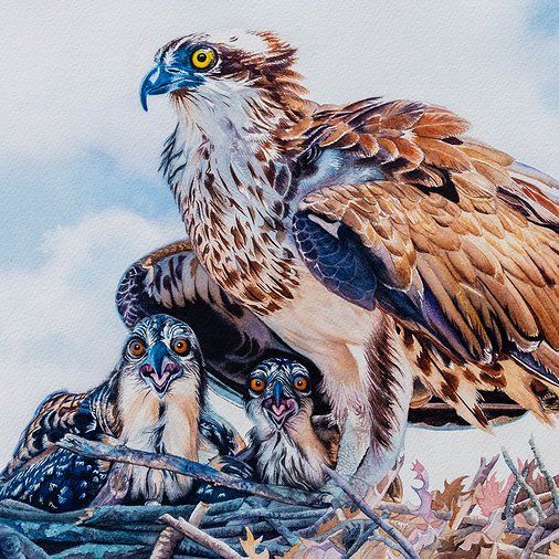 Birds: Avian Exploration