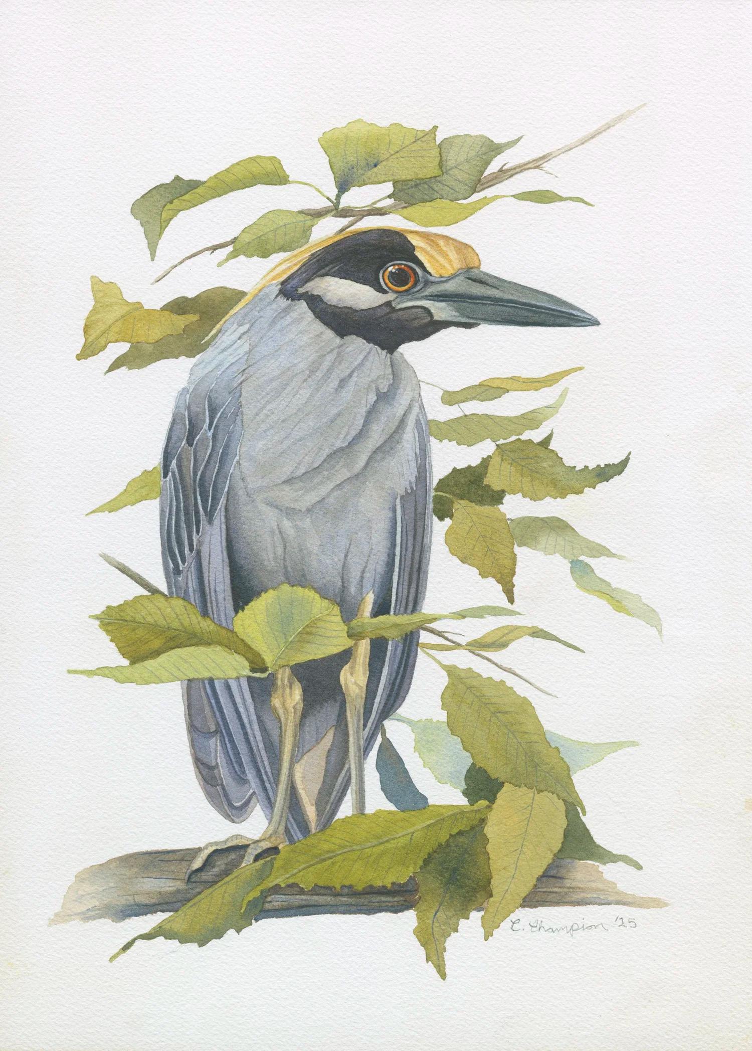 Yellow Crowned Night Heron in Beech