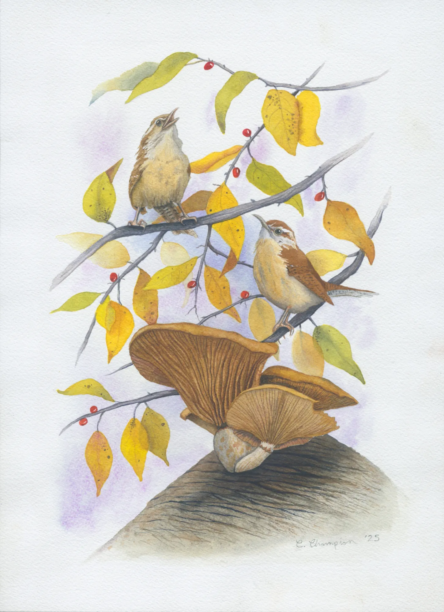 Carolina Wrens Among the Spicebush and Rustgills