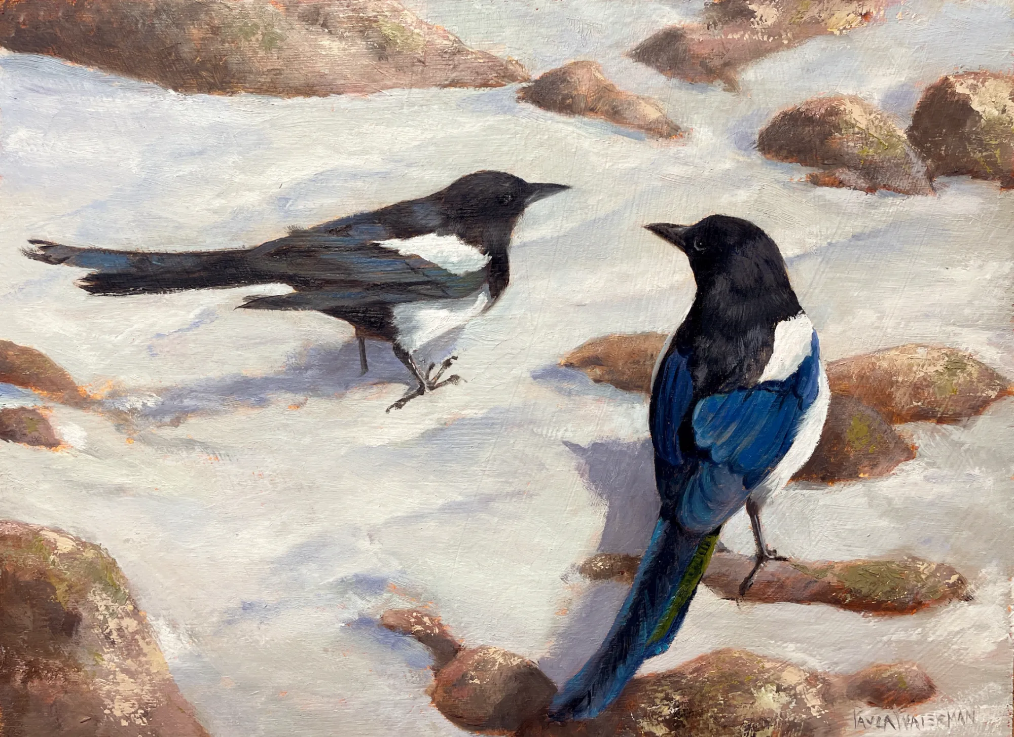 Confab (Magpies)