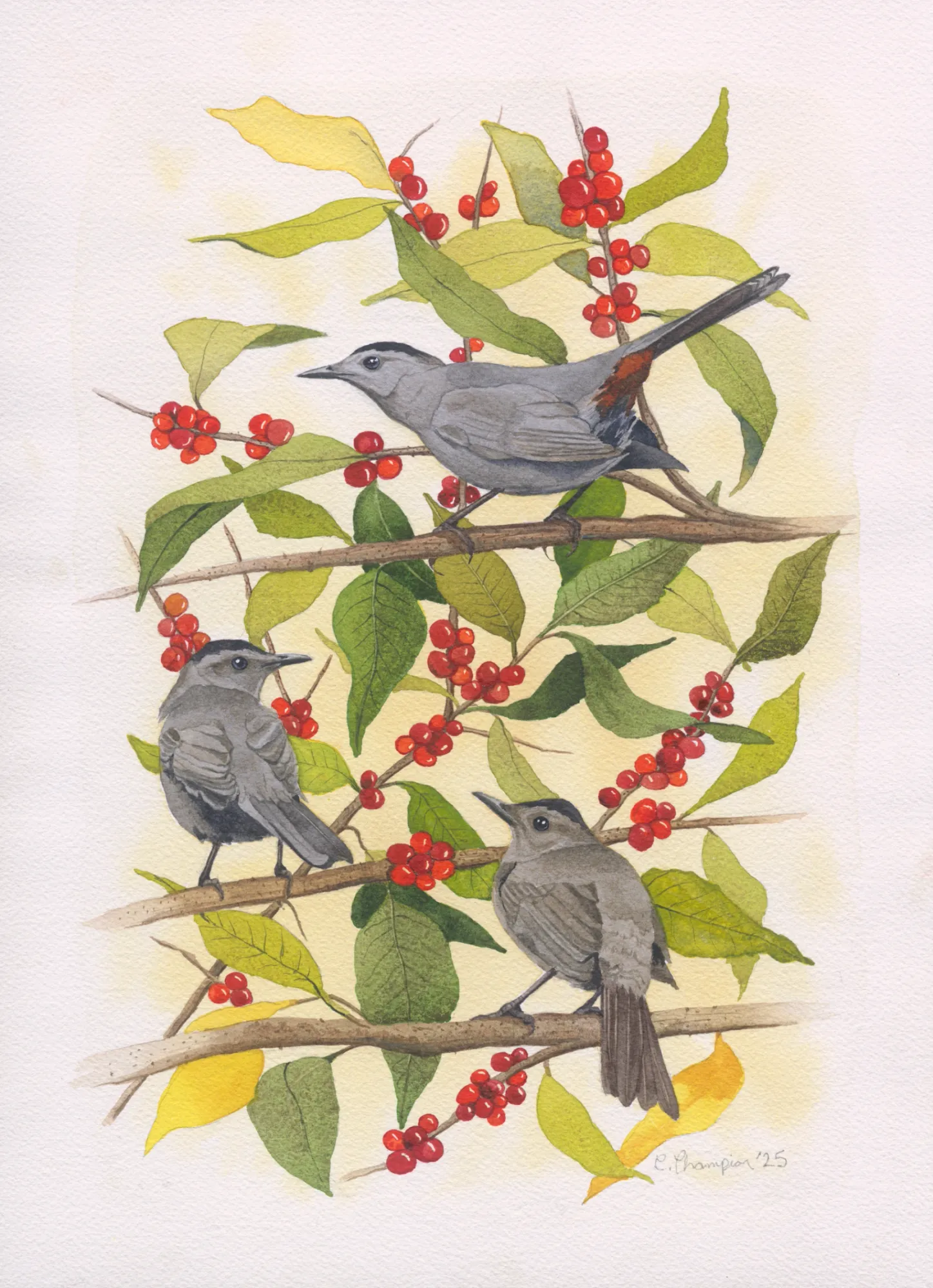 Gray Catbirds in Winterberry