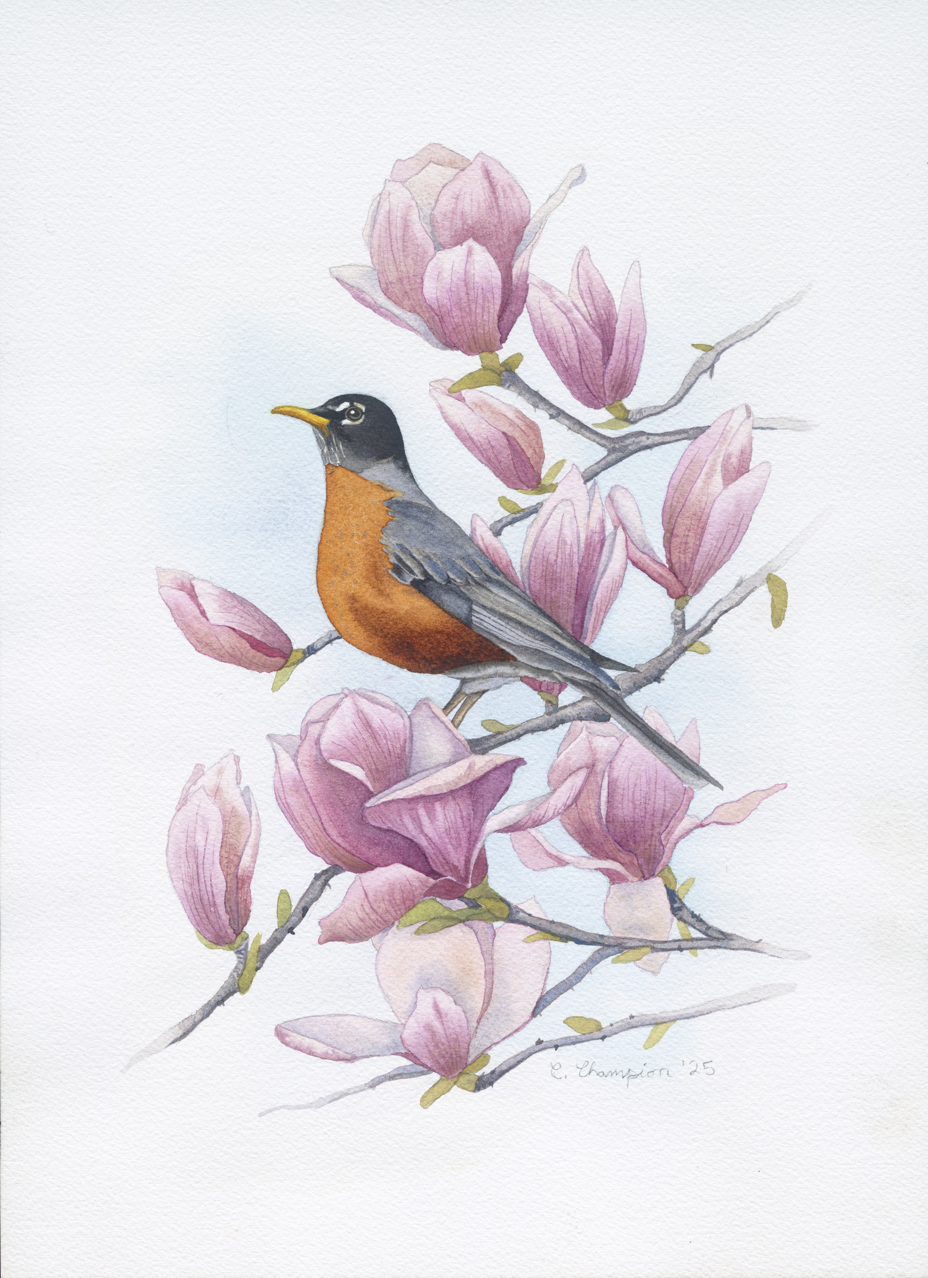 American Robin in Magnolia Blooms by Catherine Champion