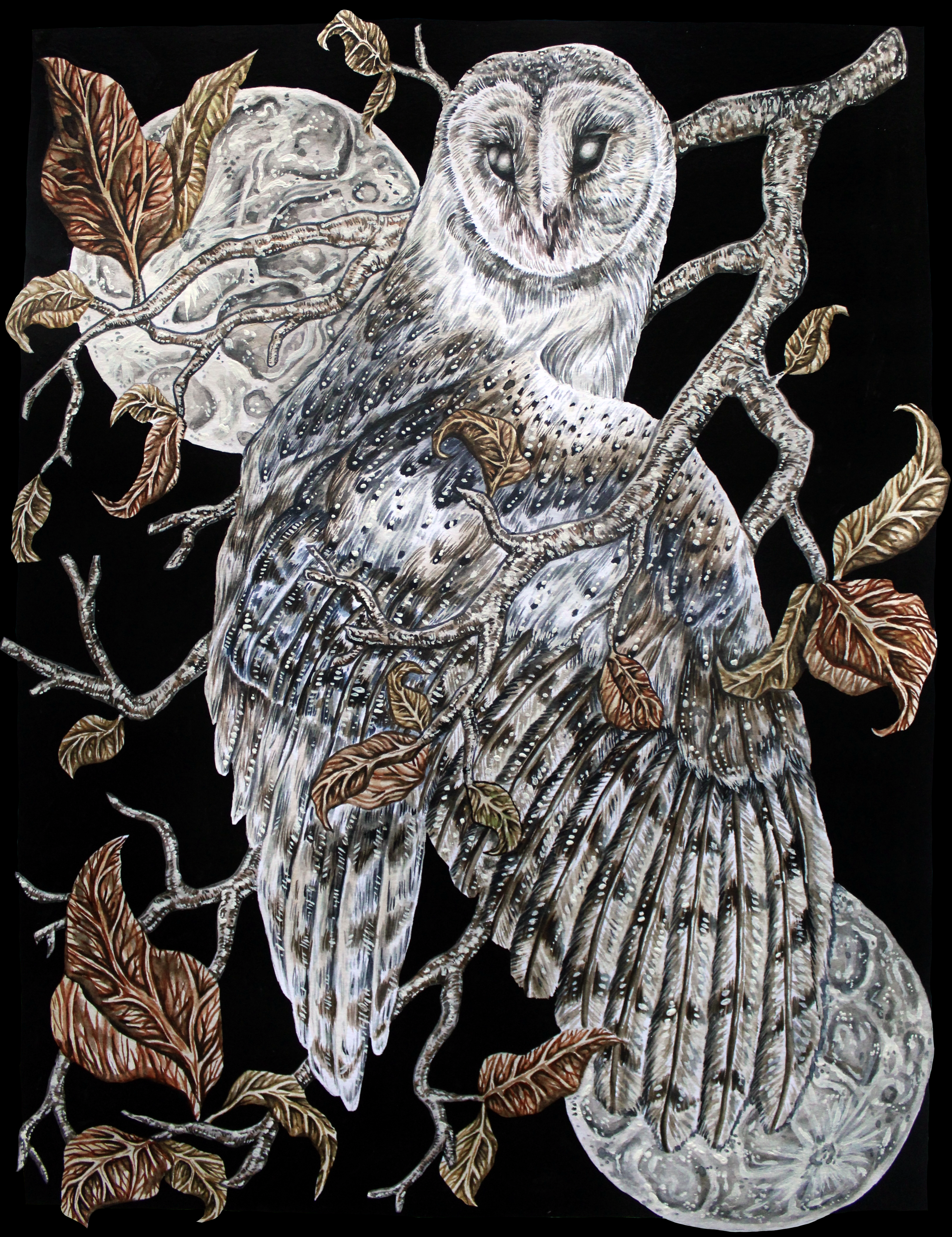 Barn Owl by Hailey Hagan