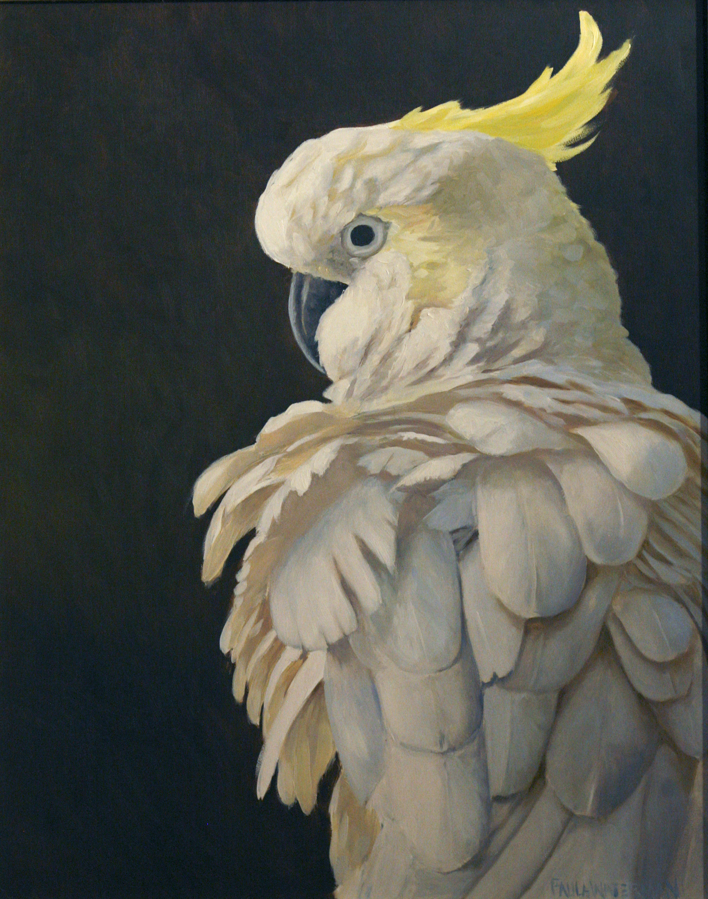 Cockatoo by Paula Waterman