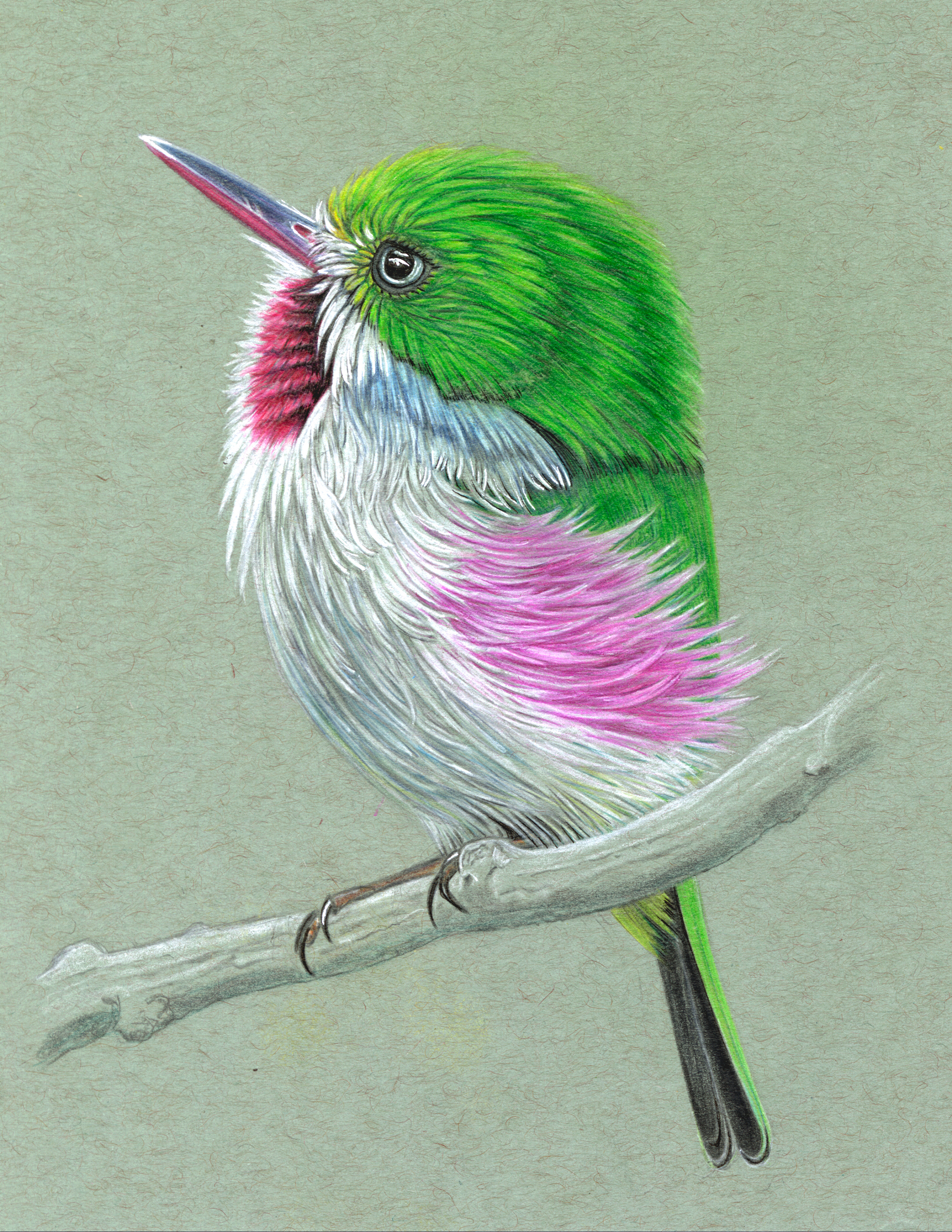 Cuban Tody by Erin Vance
