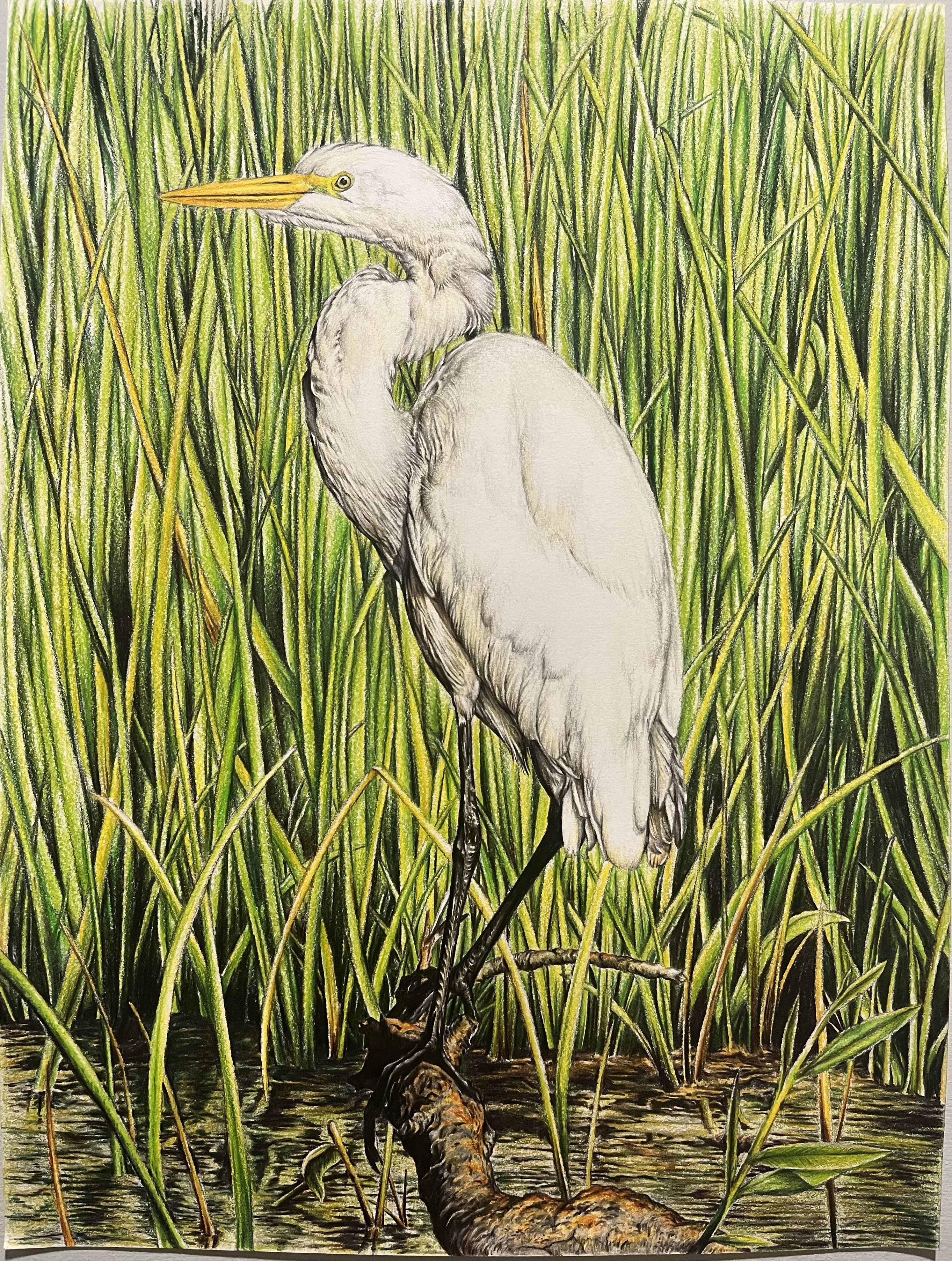 Great Egret by Caleb Norton