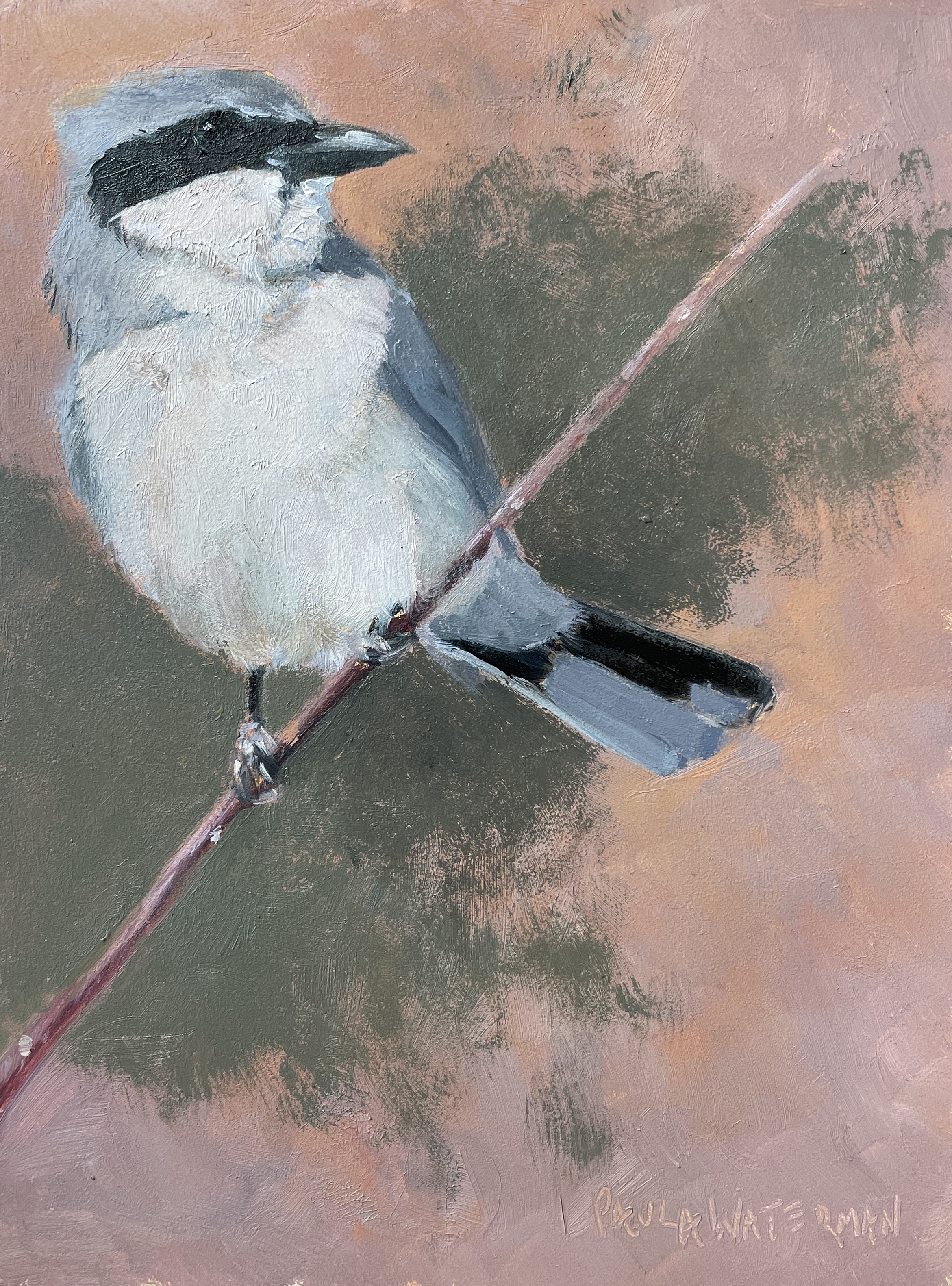 Shrike by Paula Waterman