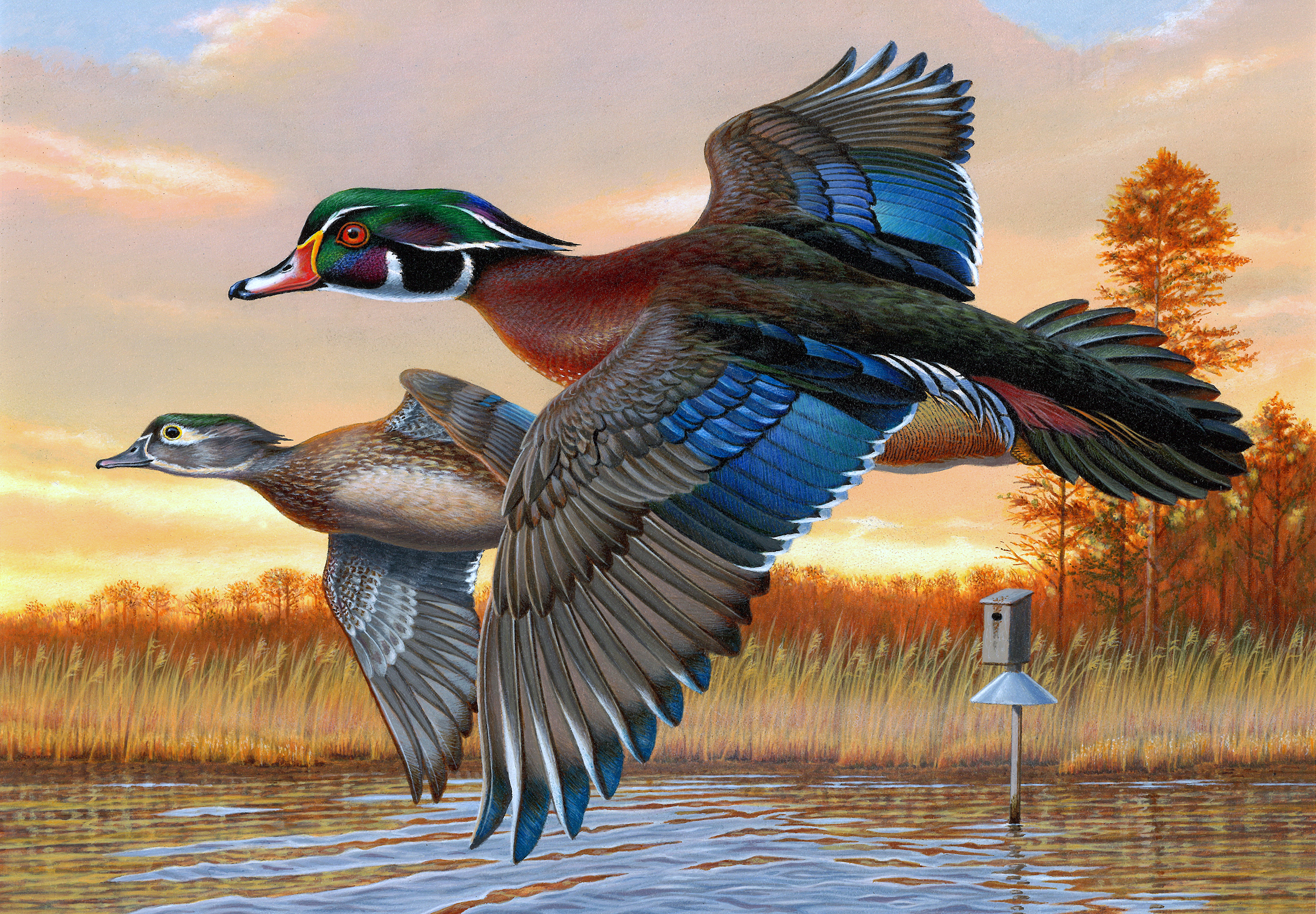 Sunrise Wood Ducks by Jim Taylor