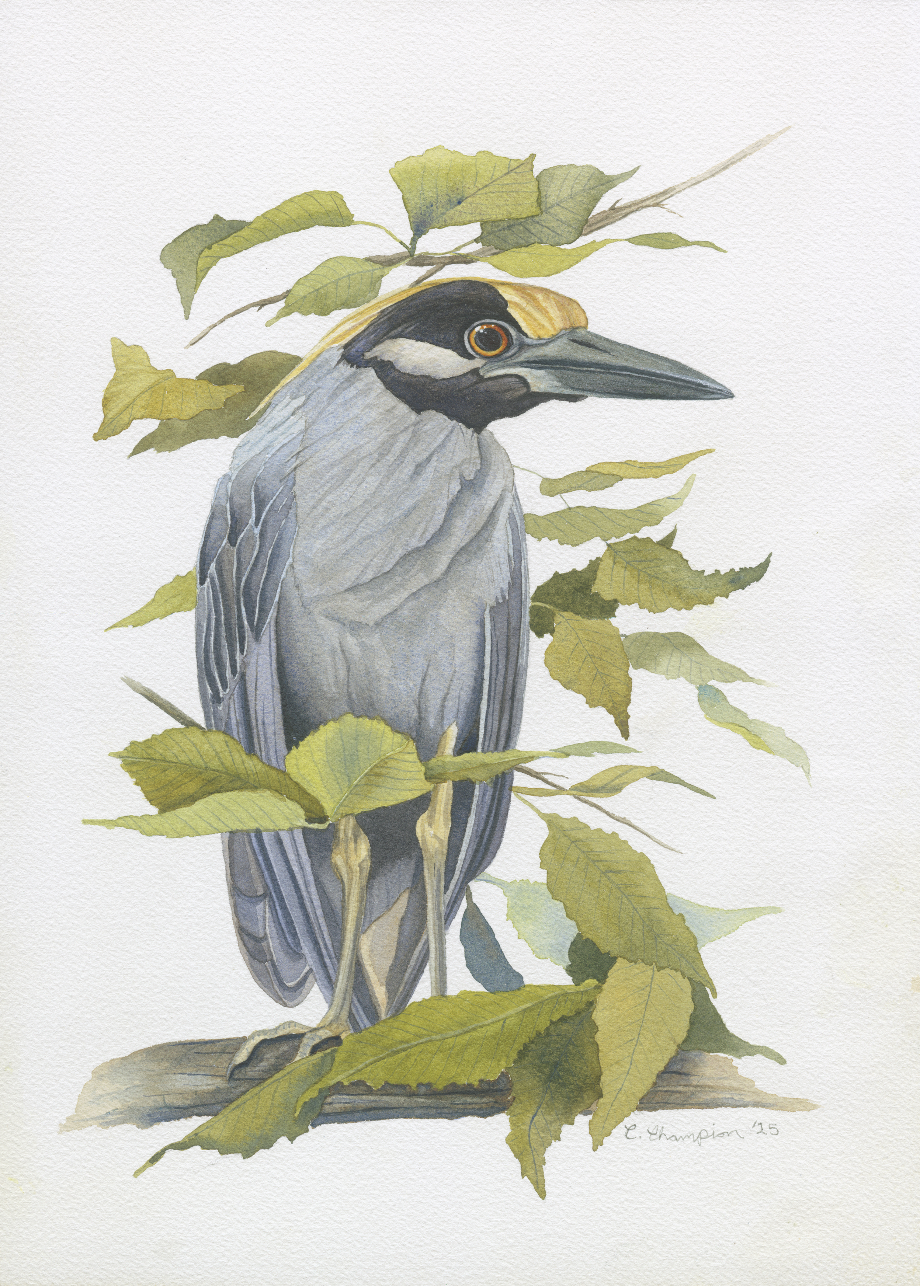 Yellow-Crowned Night Heron in Beech by Catherine Champion
