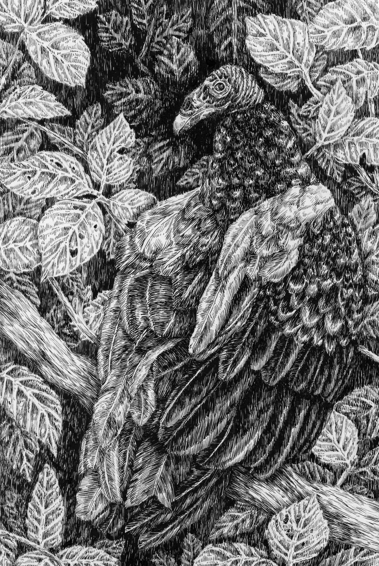 Turkey Vulture by Hailey Hagan