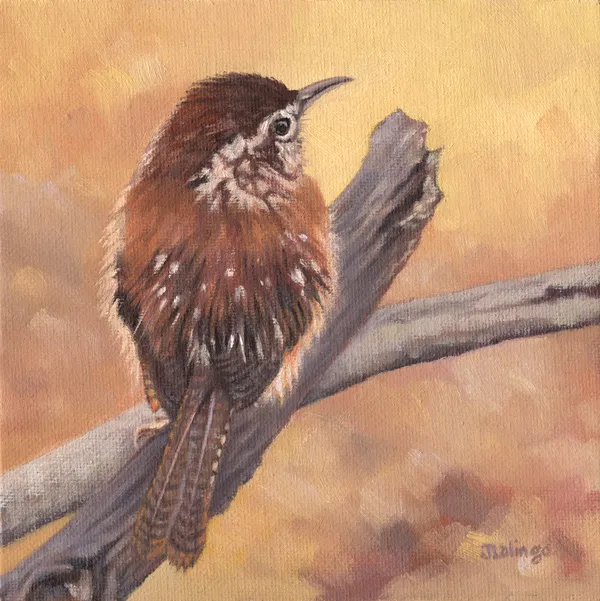 Resident Wren by Judy Lalingo