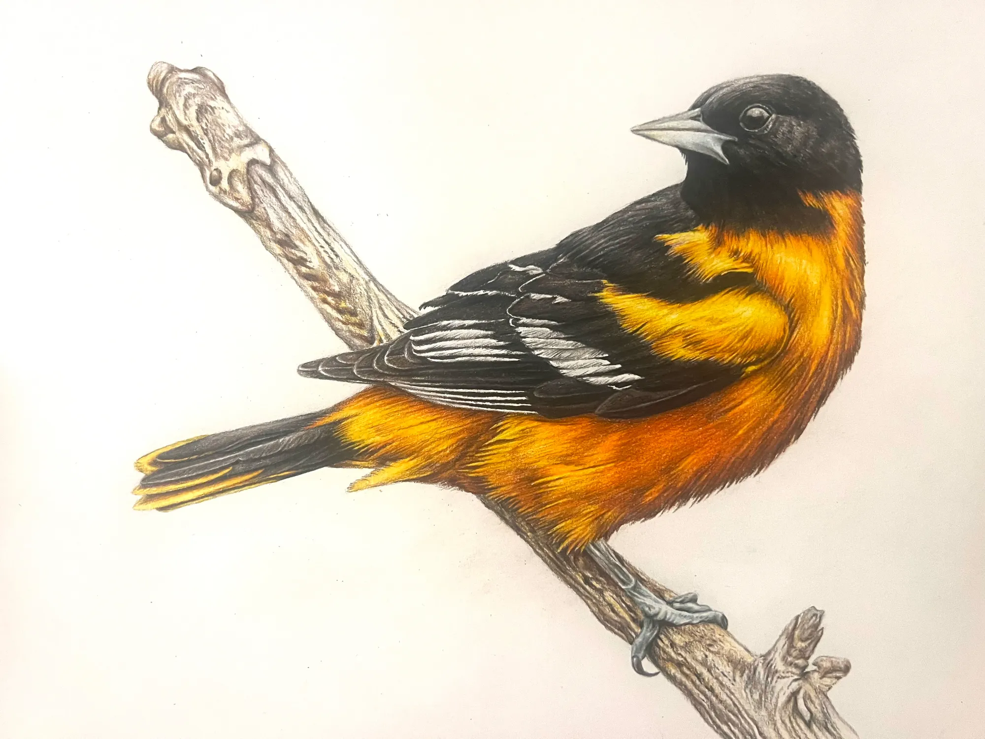Baltimore Oriole by Caleb Norton