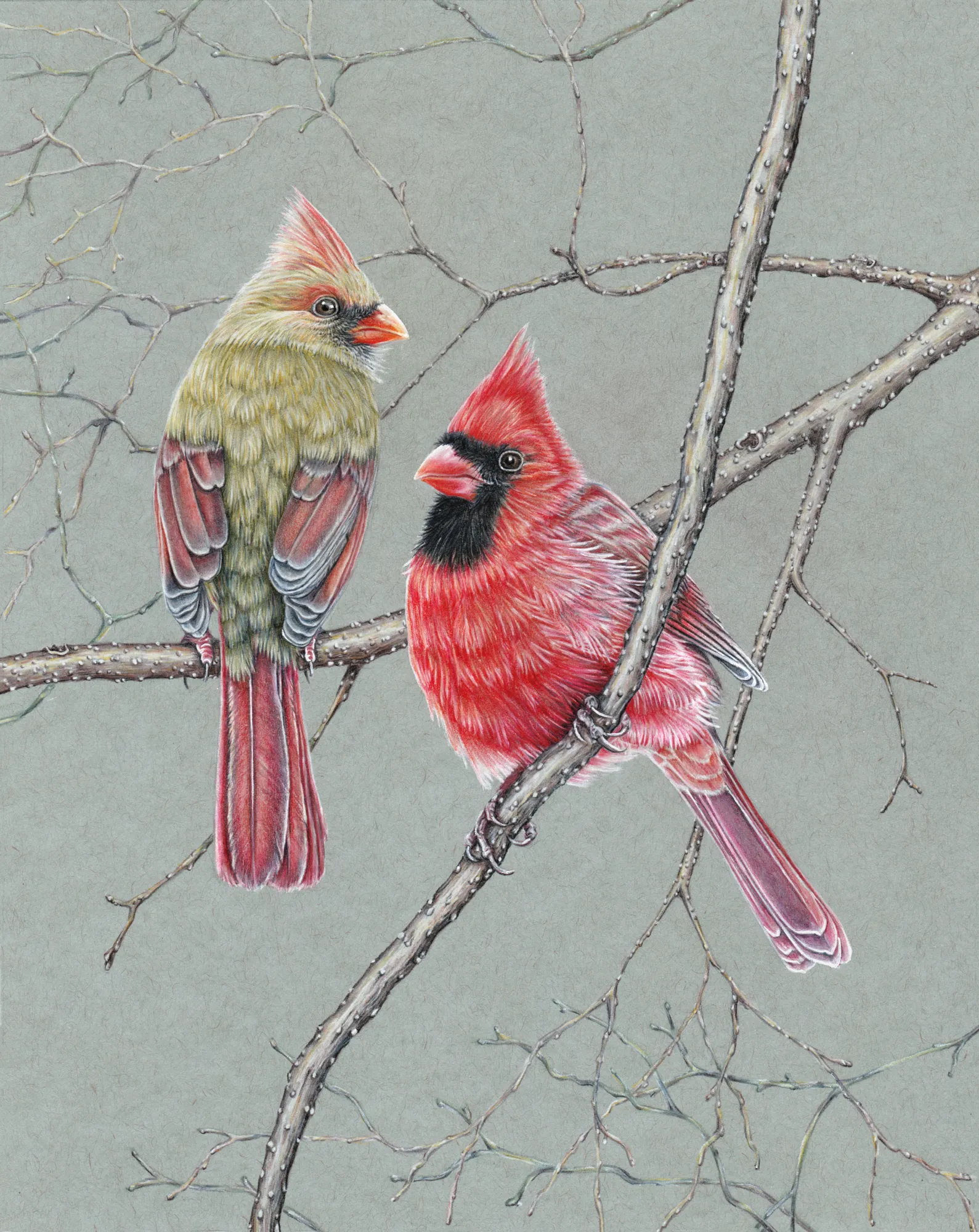 Northern Cardinal Pair by Erin Vance