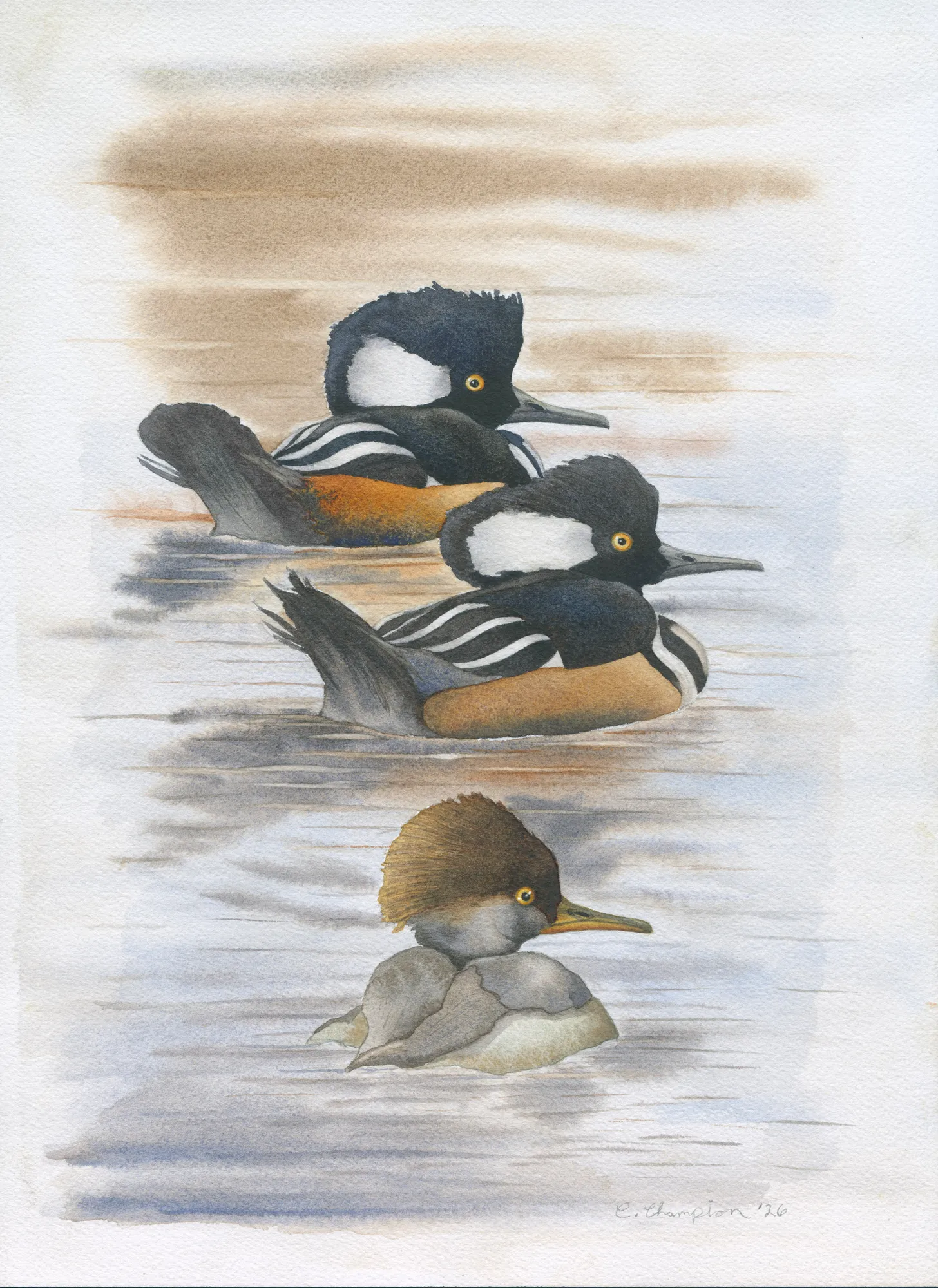 Hooded Mergansers in Winter Water by Catherine Champion