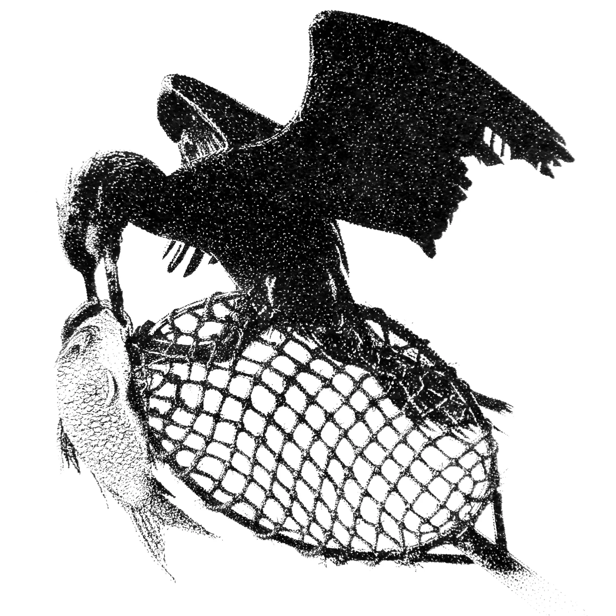 Cormorant by Ren Yang