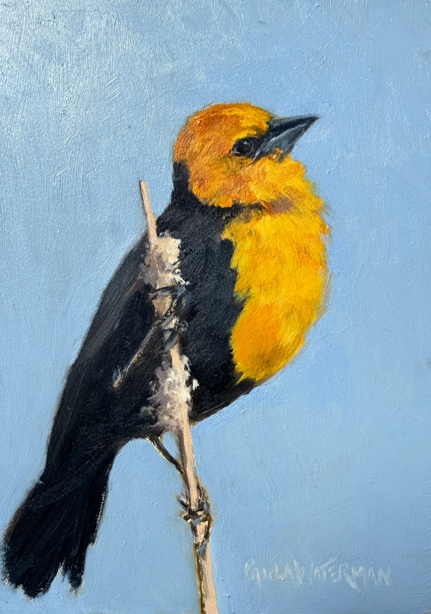 Caller(YellowheadedBlackbird) by Paula Waterman