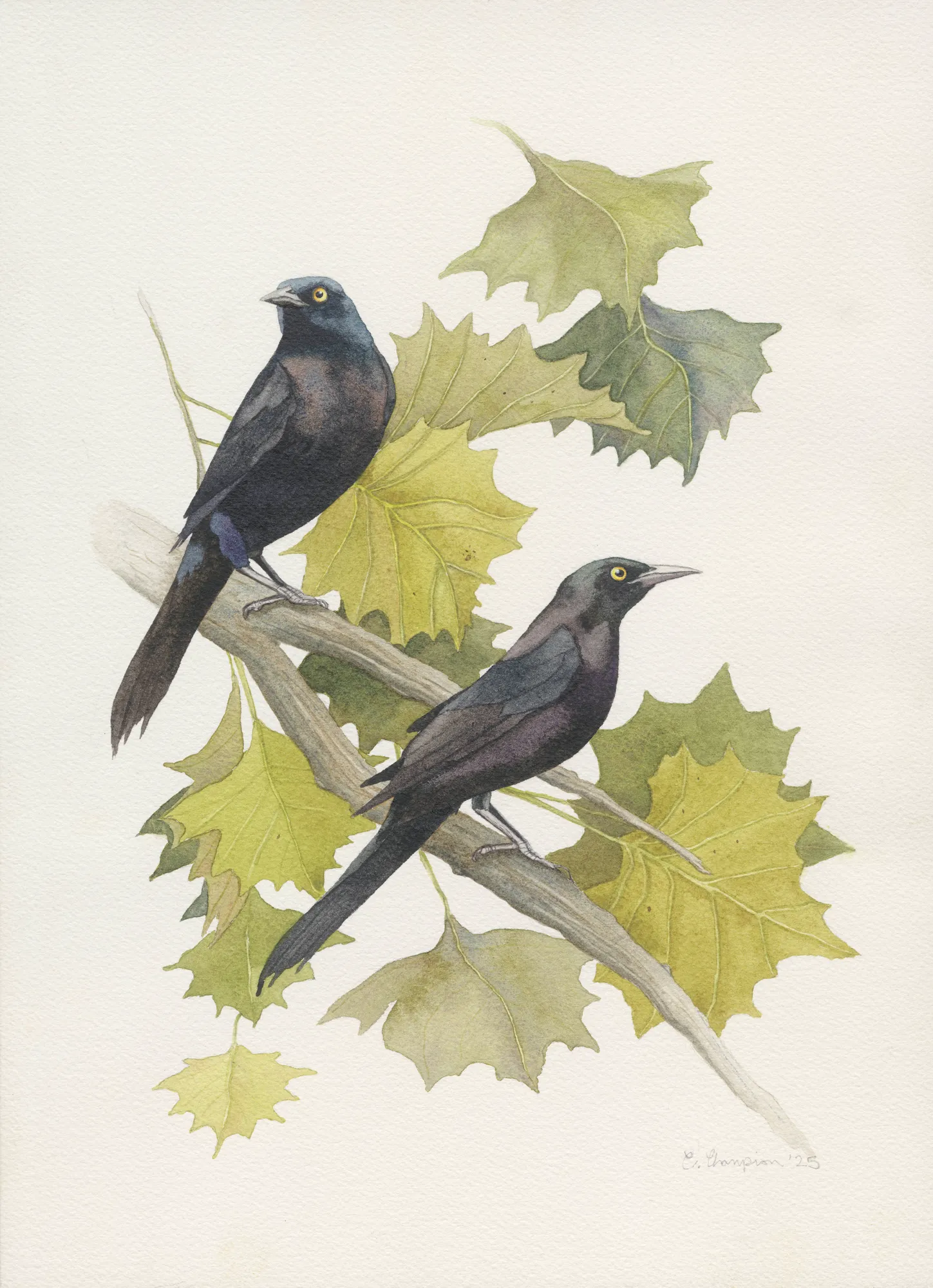 Summer Grackles in Sycamore Leaves by Catherine Champion