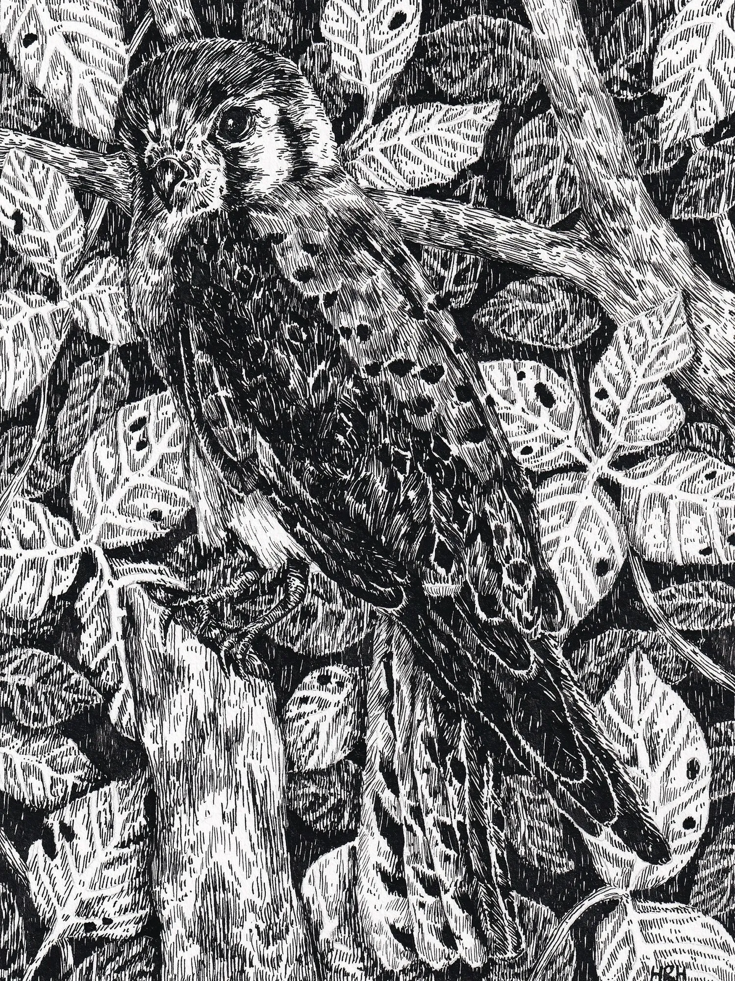 Kestrel by Hailey Hagan