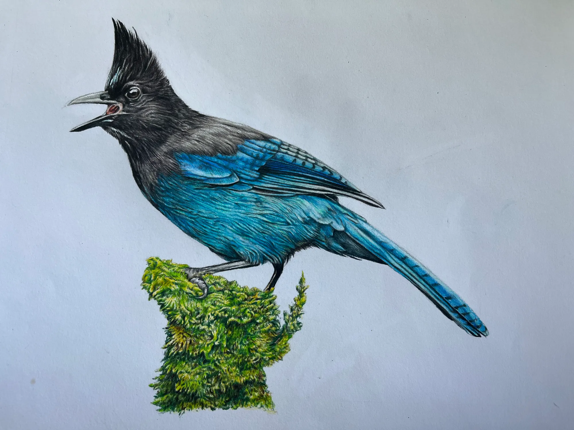 Steller's Jay by Caleb Norton