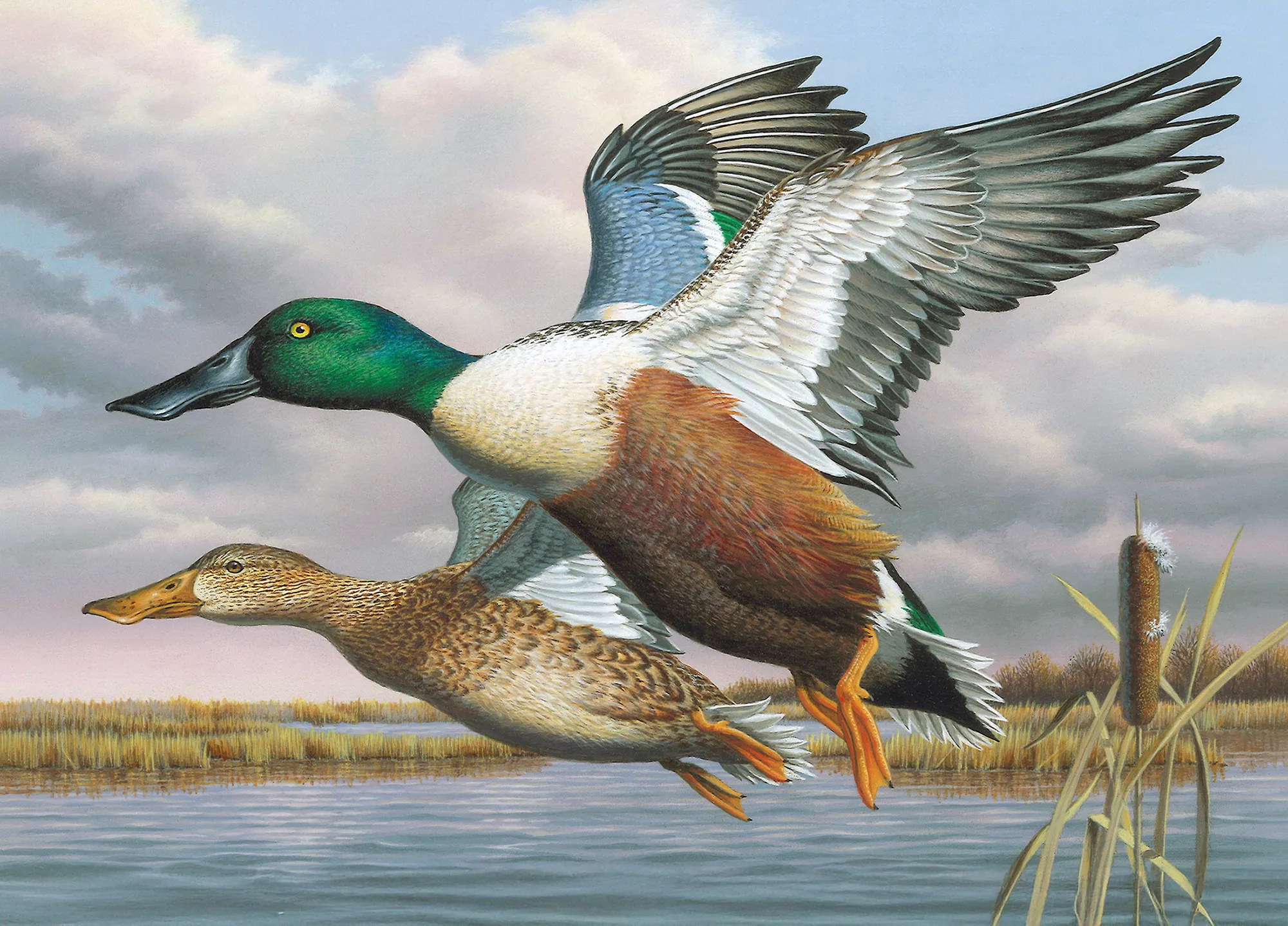 Spoonies Arrive - Northern Shovelers by Jim Taylor