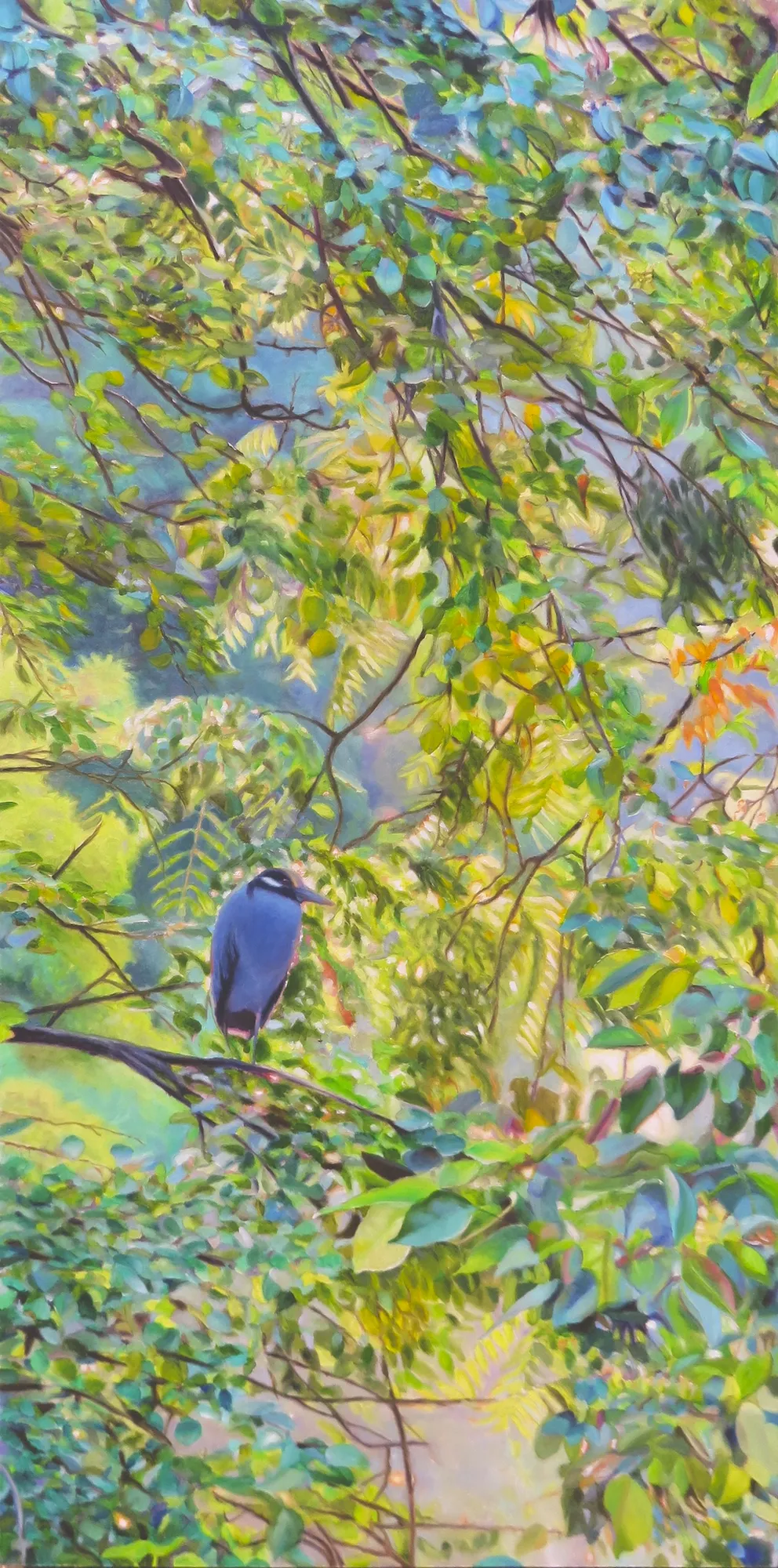 Yellow-crowned Night-heron in the Urban Jungle of Baker Park by Caroline Mayer